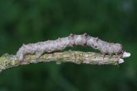 Phigalia pilosaria