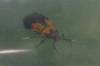 Schiffermuelleria schaefferella