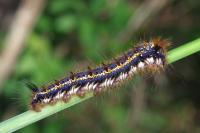 Euthrix potatoria