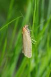 Clepsis unicolorana