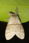 Calliteara pudibunda