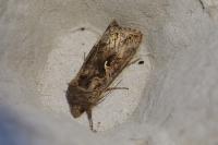 Autographa gamma