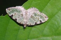 Colostygia pectinataria