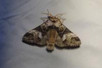 Drymonia dodonaea