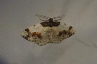 Ligdia adustata