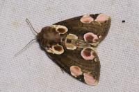 Thyatira batis