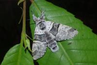 Furcula bifida