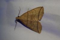 Herminia grisealis