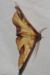 Plagodis dolabraria