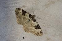 Xanthorhoe fluctuata