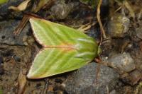 Pseudoips prasinanus