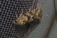 Cnephasia