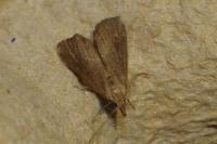 Schrankia costaestrigalis