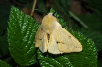 Spilarctia lutea