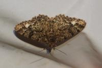 Parectropis similaria