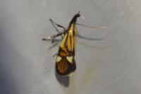 Alabonia geoffrella