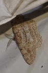 Hypomecis punctinalis