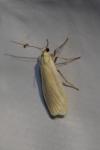 Wittia sororcula