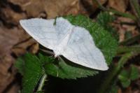 Cabera pusaria