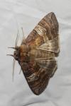 Tethea ocularis