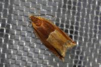 Ancylis mitterbacheriana