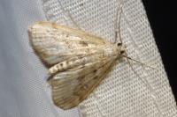 Parapoynx stratiotata