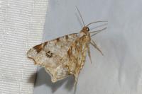 Macaria notata