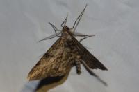 Peribatodes rhomboidaria