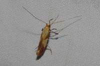 Caloptilia robustella
