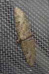 Eupithecia abbreviata/dodoneata