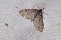 Lobophora halterata