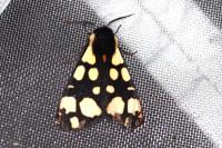 Arctia villica