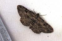 Peribatodes rhomboidaria