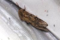 Peridea anceps