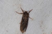 Korscheltellus lupulinus