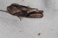 Egira conspicillaris