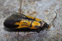 Schiffermuelleria schaefferella