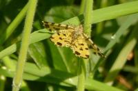 Pseudopanthera macularia