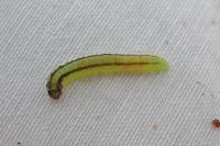 Acrobasis advenella