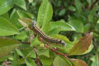 Malacosoma neustria