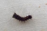 Lymantria dispar