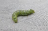 Cosmia affinis