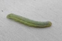 Orthosia incerta
