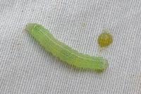 Orthosia cerasi