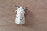 Spilosoma lubricipeda