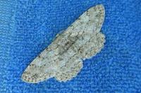 Hypomecis punctinalis