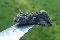 Autographa gamma
