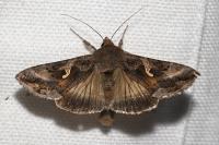 Autographa gamma