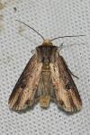 Axylia putris