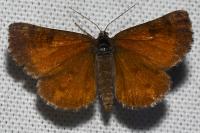 Bupalus piniaria